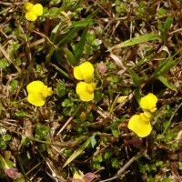 Utricularia bifida L.
